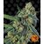 cookies-kush_circle_new_12_873656