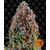 critical-kush_circle_new_21_282228