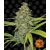 g13-haze_circle_new_12_872652