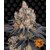 gelato_circle_new_21_880191