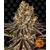 gelato-45_circle_new_21_021625