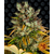 gmo_circle_new_21_769706