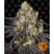 kush-mintz_circle_new_21_334305