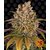 lemon-tree_circle_new_21_021343