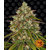 liberty-haze_circle_new_21_627882