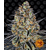 lsd_circle_new_21_688007