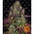mimosa-evo_circle_new_21_021487