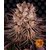 mimosa-x-orange-punch_circle_new_21_371983