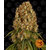 orange-sherbert_circle_new_12_043908