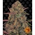 pineapple-chunk_circle_new_21_021174