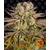 pineapple-express_circle_new_21_777030