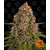 pink-kush_circle_new_12_035221