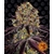 runtz-x-layer-cake_circle_new_21_574684