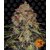 shiskaberry_circle_new_21_021717