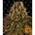 strawberry-lemonade_circle_new_12_033757