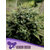 Hindu-Kush-600x800-1-300x400