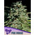 Pure-Durban-600x800-1-300x400
