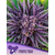 Purple-Thai-600x800-1-300x400