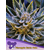 Pineapple-Runtz-Auto-600x800-1-441x588