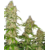 banana-kush-cake-feminisees-xl
