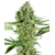 critical-runtz_18074_20230222102837258423_