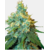 jackherer