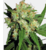 SENSI SKUNK