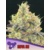 NOVA OG