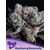 Blackberry-Moonrocks-600x800-1