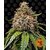 white-widow-xxl_circle_new_21_832789