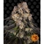 girl-scout-cookies_circle_new_21_834368