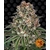 tropicanna-banana_circle_new_21_021386