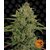 triple-cheese_circle_new_12_887846