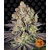 runtz_circle_new_21_167108