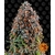 critical-kush_circle_new_21_282228