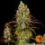 tangerine-dream_7_245858