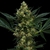 critical +20