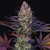 lsd-strain-feminized-cannabis-seeds