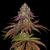 mimosa-strain-feminized-cannabis-seeds