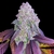 rainbow-sherbet-11-x-og-kush-weed-strain
