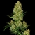 super-skunk-strain-feminized-seeds-bulk-genetics