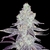 white-truffle-strain-feminized-cannabis-seeds