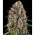 blue-cheese