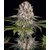 amnesia-haze