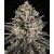 blue-dream