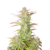 z-up-auto-fast-buds