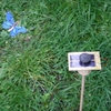 525-kit-papillon-solaire-bleu-7cm