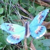 205-papillon-solaire-bleu-7cm-socle-incline