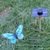 Kit-Papillon-Solaire-Bleu-8cm-grande-cellule