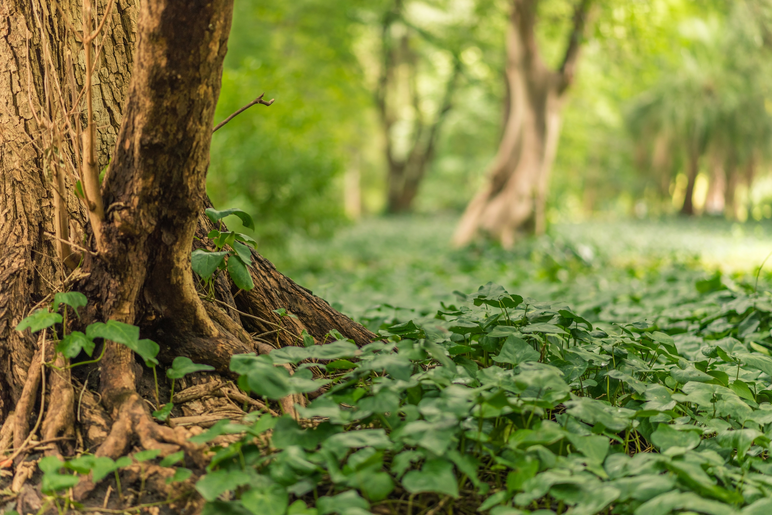 capture ecran fascinante vegetation terre forestiere recouvrant comme tapis